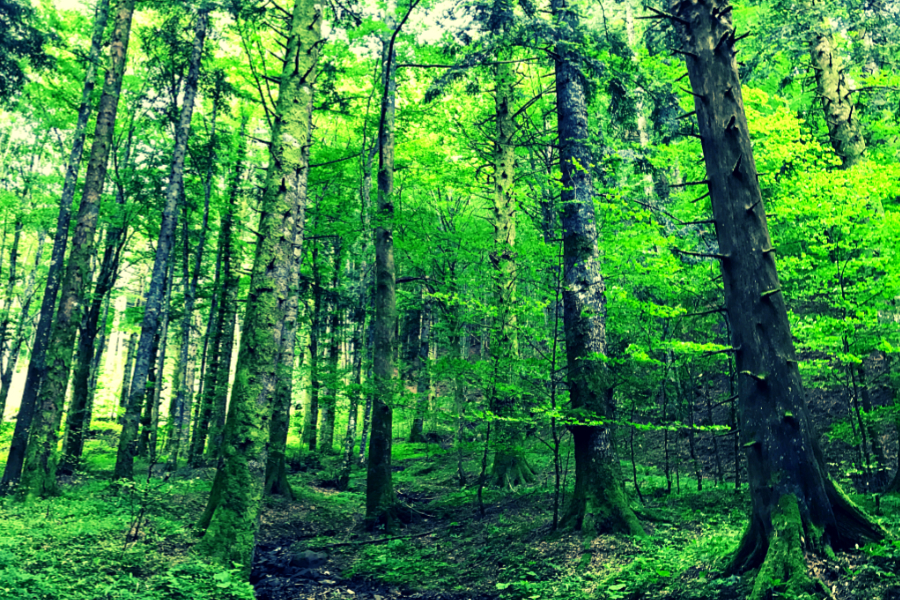 Itinerario Trekking dal Rifugio Fangacci alla Foresta della Lama|spiegone itineraio foresta lama penna scalandrini rifugio fangacci foreste casentinesi||||